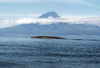 Blue whale photo